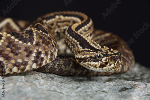 Portrait of a South American Rattlesnake on a rock 