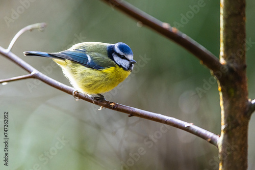 Blue Tit, Cyanistes Caeruleus, bird in forest
