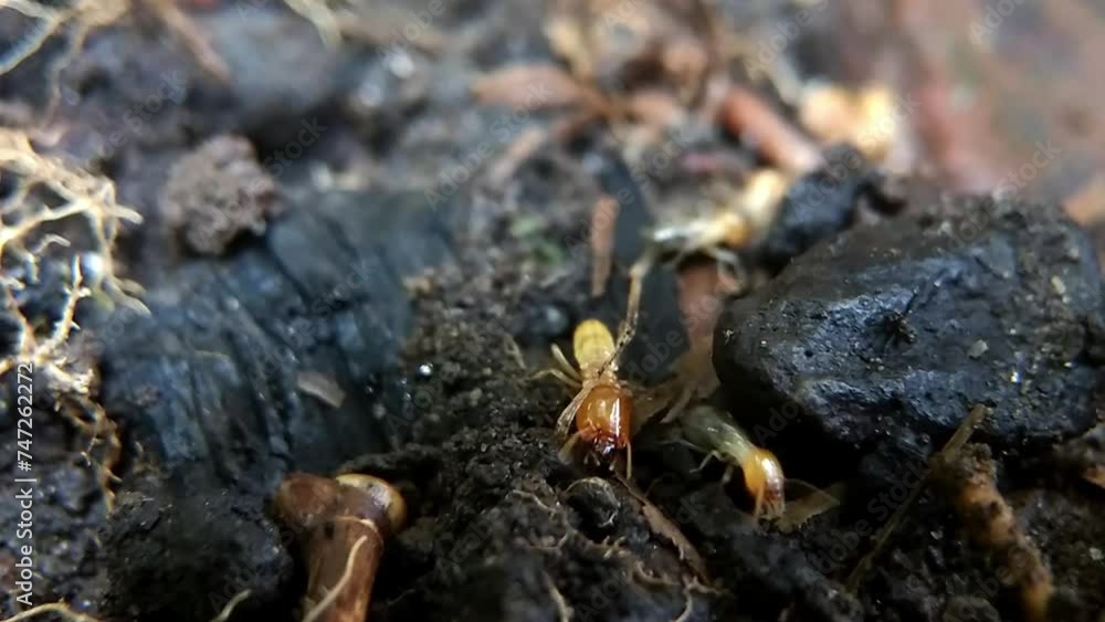 A colony of migrating termites or Isoptera A colony of migrating termites or Isoptera