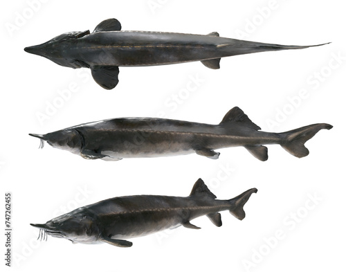 Fresh sturgeon fish isolated on transparency background. Sterlet or Sterlet sturgeon photo
