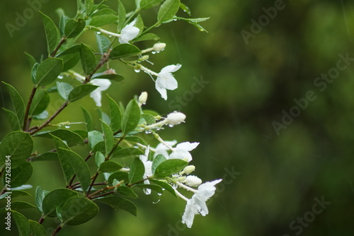 White gardenia flowers or Wrigthia antidysenterica, bloom under the rain photo