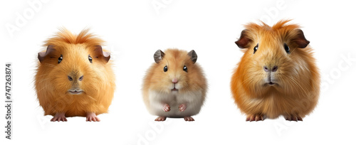 Sweet golden hamster and guinea pig on a transparent background. Isolated Illustration with cute pet.