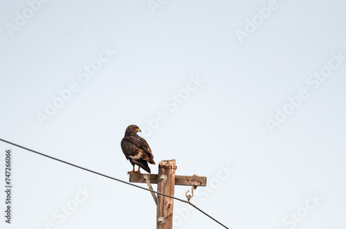 bird of prey Jackal buzzard (Buteo rufofuscus) perched high on a pole with back or rear facing camera and head turned and alert in the wild in Western Cape, South Africa photo