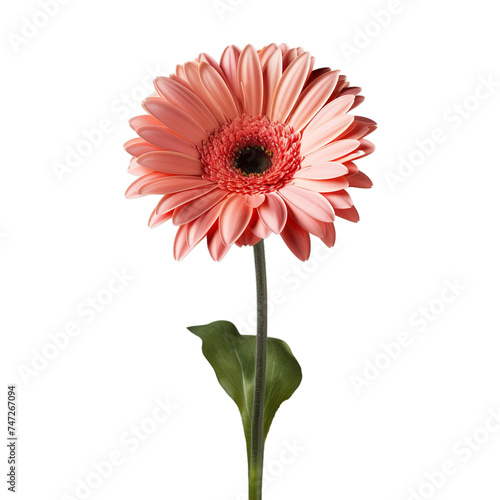 gerbera daisy isolate on transparent background, png