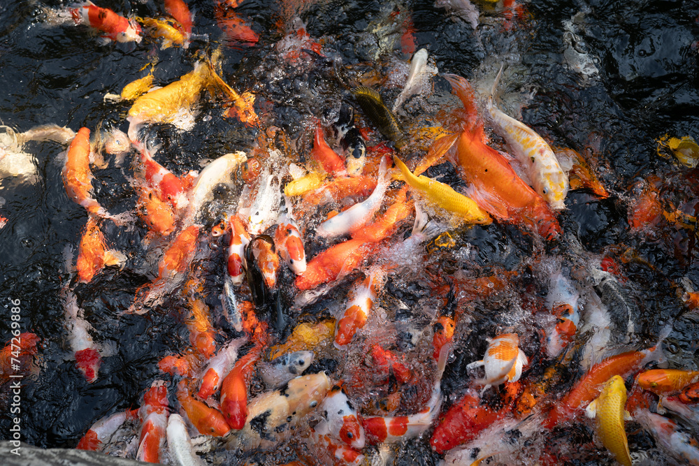 A large school of Koi fish cluster together. A large school of Koi fish cluster together.