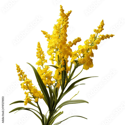 goldenrod isolate on transparent background, png