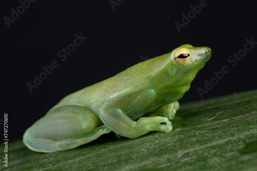 Portrait of a Orinoco Lime Tree Frog on a leaf 