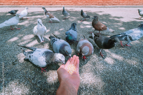 Hands feeding flying pigeons