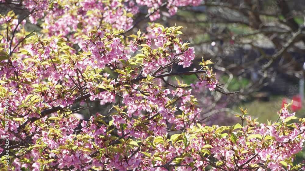 早咲きの桜、河津桜