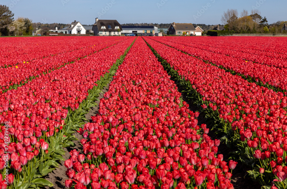 Fields of blooming tulips near Lisse in the Netherlands Fields of blooming tulips near Lisse in the Netherlands