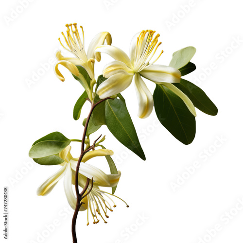 honeysuckle isolated on transparent background, png photo