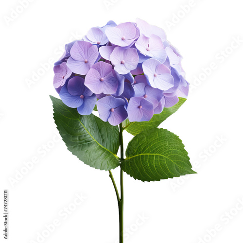 hydrangea isolated on transparent background, png