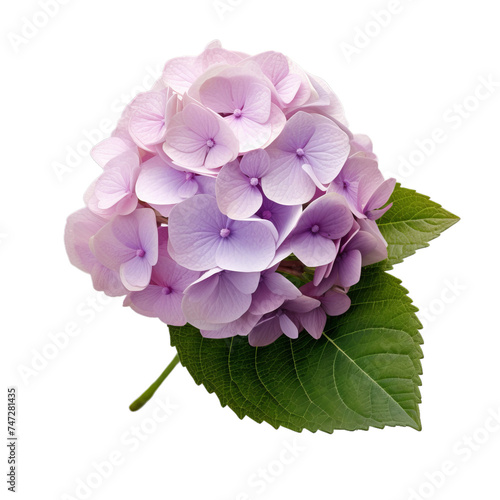 hydrangea isolated on transparent background, png