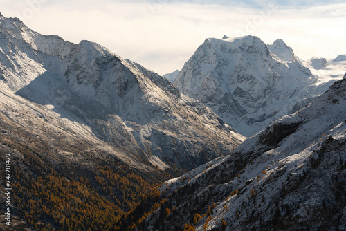 Foliage in the Alps