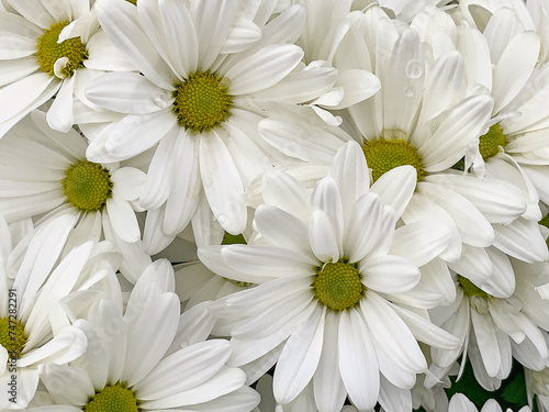 A group of white daisy blossoms