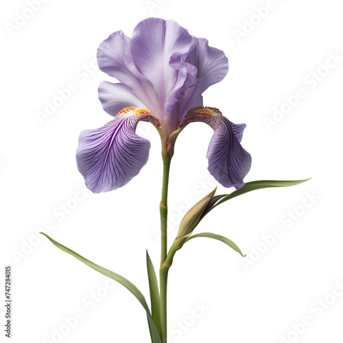 iris isolated on transparent background, png