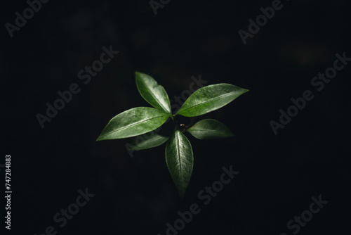 Green leaves. Natural background. Abstract foliage texture. Closeup nature view