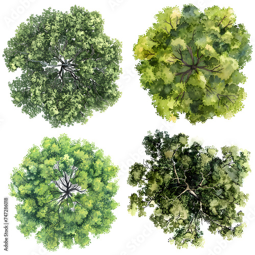 4 Trees top view, watercolor style vector trees photo