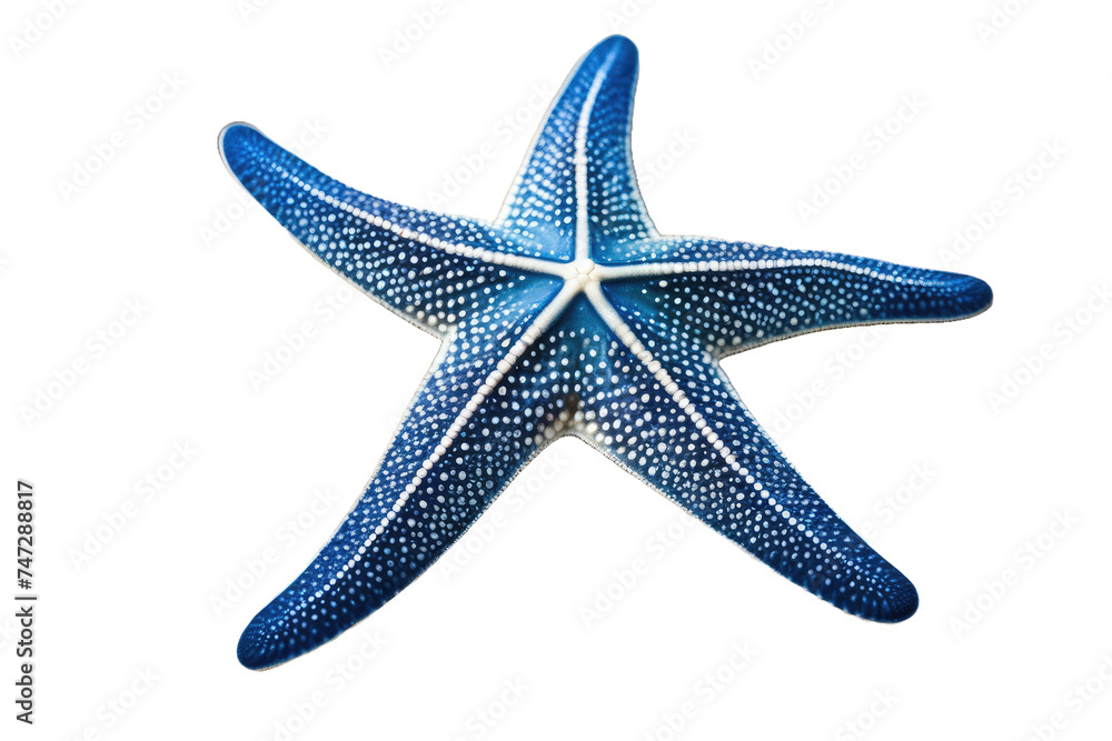 a high quality stock photograph of a single blue starfish isolated on a white background a high quality stock photograph of a single blue starfish isolated on a white background