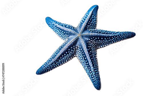 a high quality stock photograph of a single blue starfish isolated on a white background