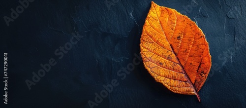 A single leaf  brown with hints of yellow and orange  lies motionless on a black surface. The leaf is isolated  showcasing its intricate veins and delicate texture.