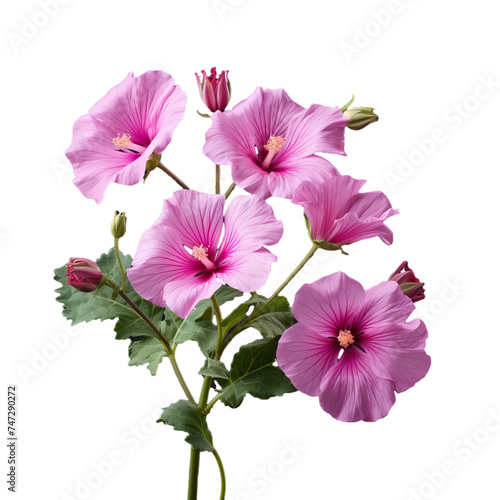 lavatera isolated on transparent background  png