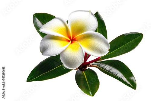 a high quality stock photograph of a single plumeria flower full body isolated on a white background