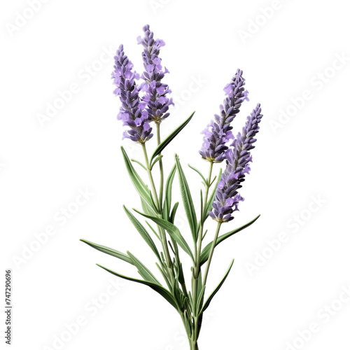 lavender isolated on transparent background  png