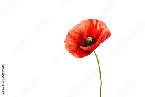 Wallpaper Mural a high quality stock photograph of a single red poppy flower full body isolated on a white background Torontodigital.ca