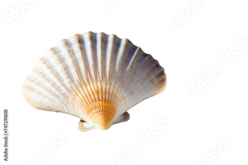 a high quality stock photograph of a single scallop sea shell isolated on a white background © ramses