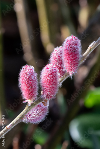 Wild willow catkins on a bare branch