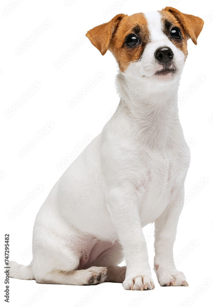 Portrait of small cute dog, Jack Russell Terrier puppy calmly sitting, posing against transparent background. Dog looks happy and graceful. Concept of motion, beauty, vet, breed, pets, animal life.
