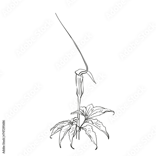 Flower Arisaema tortuosum vector line sketch, Hand drawn illustration of blooming whipcord cobra lily