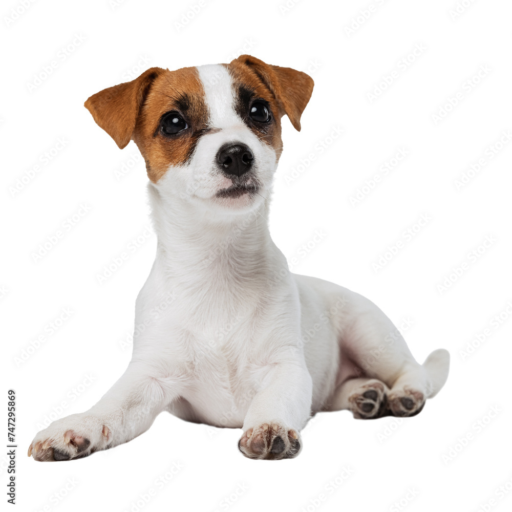 Portrait of small cute dog, Jack Russell Terrier puppy calmly lying posing against transparent background. Dog looks happy and graceful. Concept of motion, beauty, vet, breed, pets, animal life.