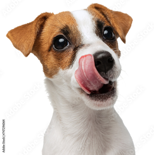 Portrait of cute Jack Russell Terrier puppy with sticking out tongue posing against transparent background. Dog looks happy and graceful. Concept of motion, beauty, vet, breed, pets, animal life. photo