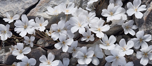 A cluster of white flowers, known as Cerastium tomentosum Silver Carpet, arranged on top of a rock. The delicate blooms contrast against the rough texture of the rock surface. photo