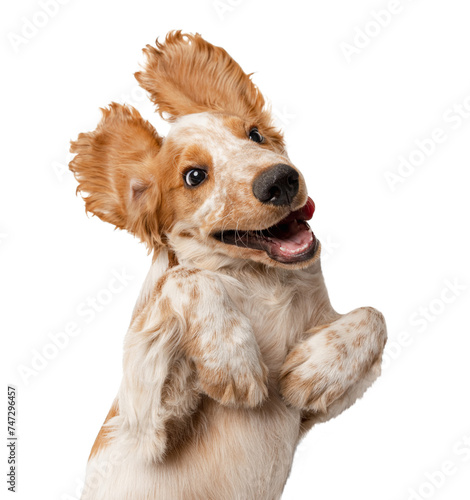 Cute, funny, playful Cocker Spaniel dog lying with paws up against transparent background. Smiling muzzle. Concept of motion, movement, pets love, animal life. Looks happy, graceful. Ad © Lustre