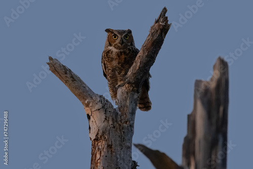 Foto Great Horned Owl perched on a snag at dusk