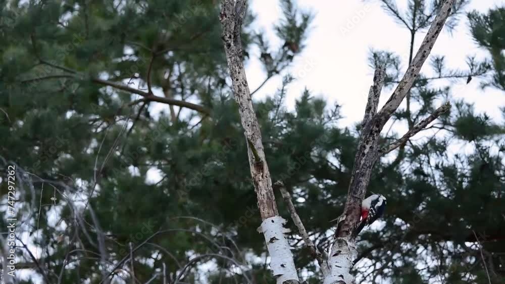 The great spotted woodpecker on a dead birch tree branch, pine trees in