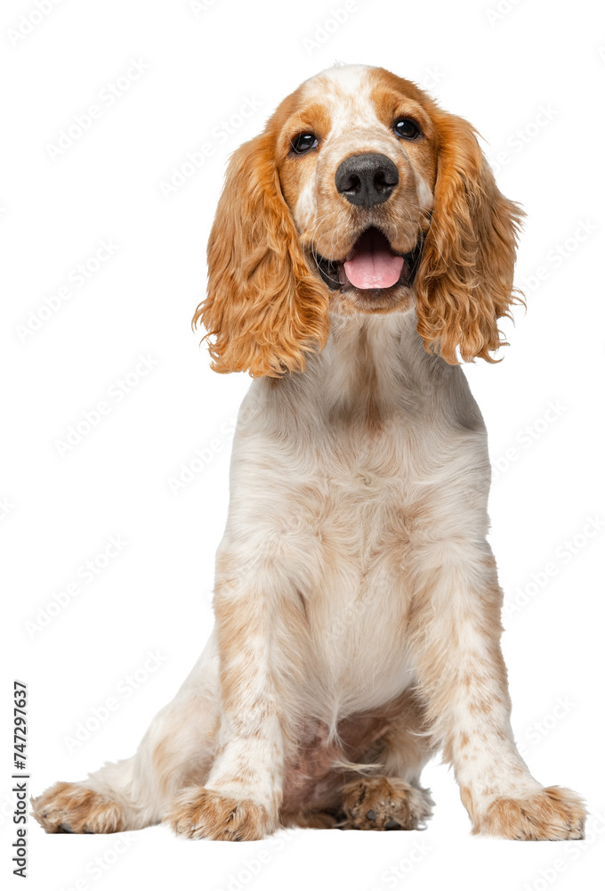 Dogs Trust Cocker Spaniel Mix Rescue Cocker Spaniels Up For