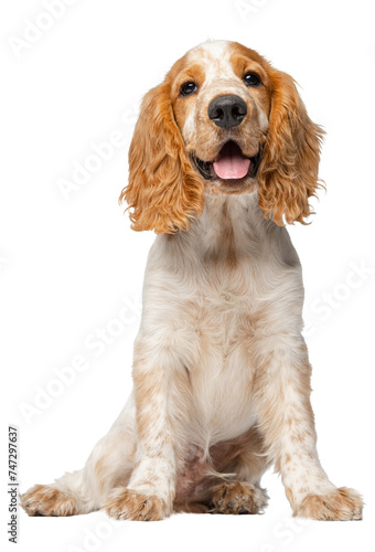 Cute and sweet Cocker Spaniel dog with tongue sticking out sitting against transparent background. Concept of movement, pet love, animal life, domestic animals. Looks happy, graceful. Copyspace for ad
