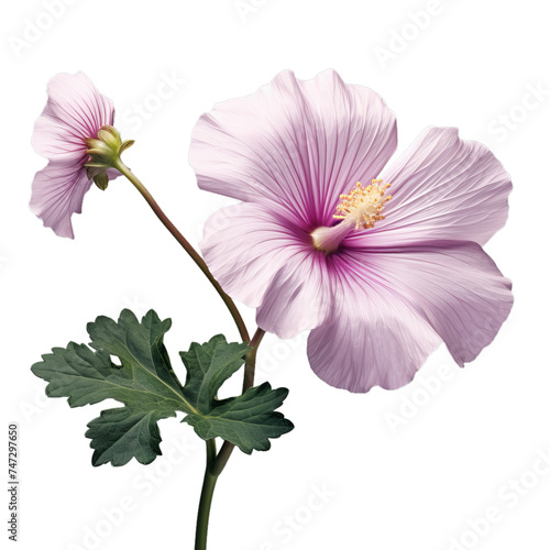 mallow isolated on transparent background  png