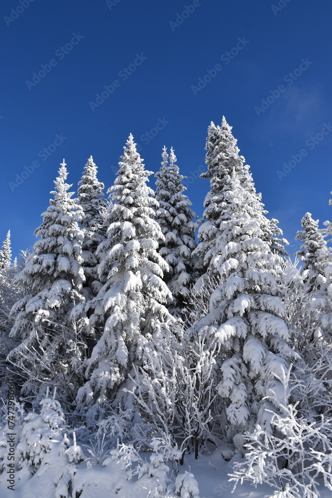 A frosty coniferous forest, Québec, Canada A frosty coniferous forest, Québec, Canada