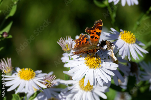 Comma butterfly (Polygonia c-album) perched on a daisy in Zurich, Switzerland © Janine