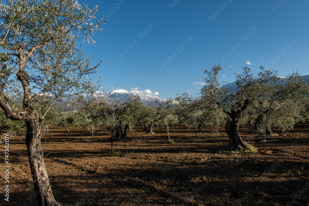 Salle, Italy An olive grove in the sunshine. Salle, Italy An olive grove in the sunshine.