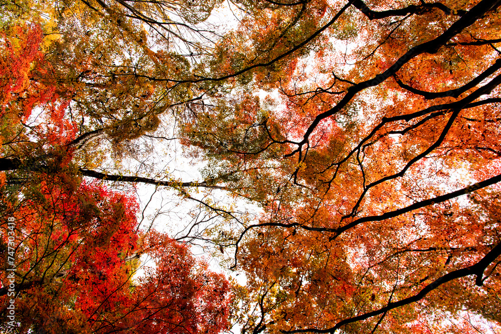 View of the maple trees and leaves in autumn