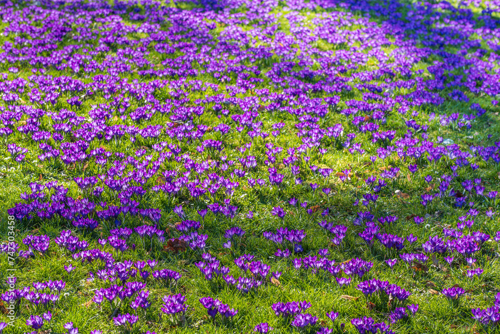 A meadow full of purple-flowering crocuses in the park of Wiesbaden