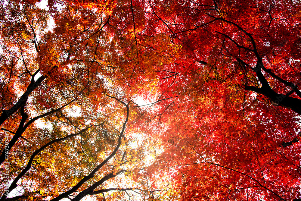 View of the maple trees and leaves in autumn