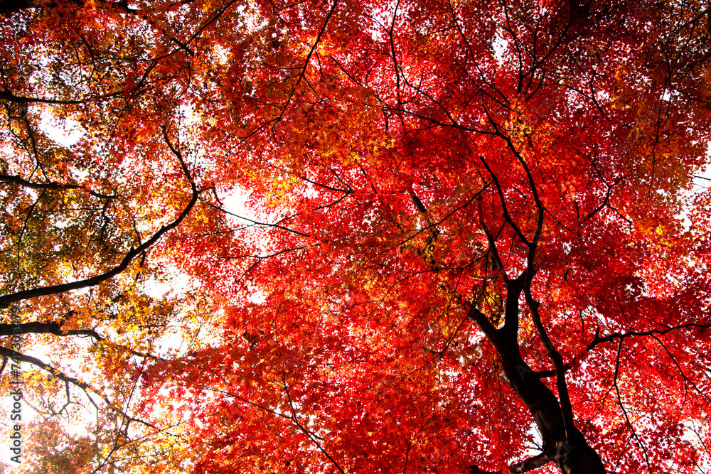 View of the maple trees and leaves in autumn View of the maple trees and leaves in autumn