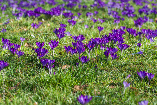 A meadow full of purple-flowering crocuses in the park of Wiesbaden